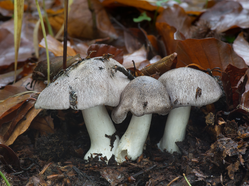 Tricholoma orirubens